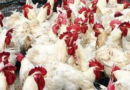 Bird flu: Surging outbreaks raise human-infection risk.